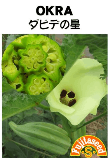 藤田種子　オクラ種子　ダビデの星　小袋【取り寄せ注文】