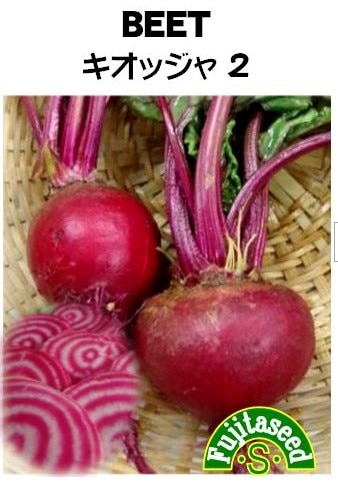 藤田種子 ビーツ種子 キオッジャ２ 小袋【取り寄せ注文】＊種子有効期限2026年5月末