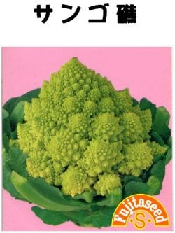 藤田種子 カリフラワー サンゴ礁  カリフラワー種子　0.5ml［G-13］【取り寄せ注文】