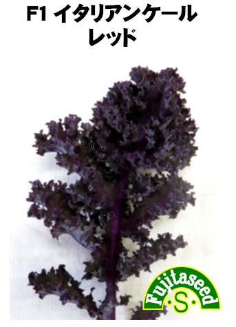 藤田種子　F1 イタリアンケール　レッド　葉菜種子　20粒［G-60］【取り寄せ注文】