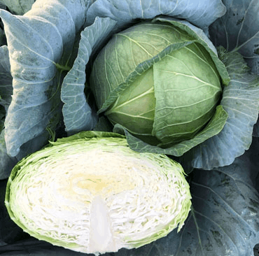 小林種苗 キャベツ種子 藍王 ＊種子有効期限2026年5月末※コート5000粒に関しては高温・乾燥条件下で発芽率の低下および生育の 不揃いが発生する場合もございます。