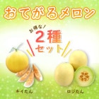 小林種苗 メロン種子 おてがるサンセット＊種子有効期限2026年9月末