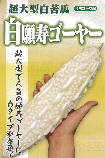 フタバ種苗 ニガウリ種子 白願寿ゴーヤー[うちなー交配］【取り寄せ注文】