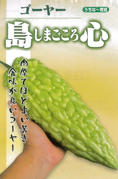 フタバ種苗 ニガウリ種子 島心ゴーヤー[うちなー交配］【取り寄せ注文】【2026年春種予約商品】