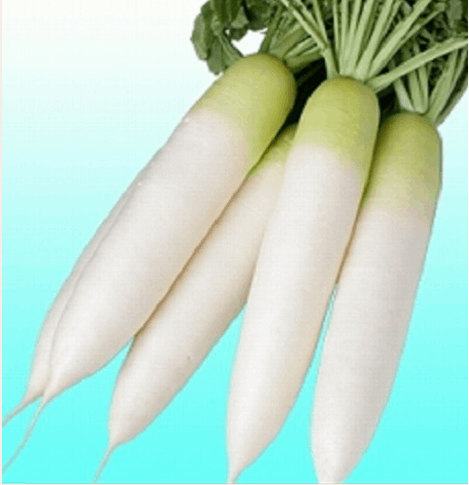 ヴィルモランみかど ダイコン種子 春どりダイコン 初誉【取り寄せ注文】＊種子有効期限2026年7月末 