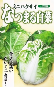フタバ種苗 ミニハクサイ種子 なつまる白菜[うちなー交配］【取り寄せ注文】【2026年春種予約商品】