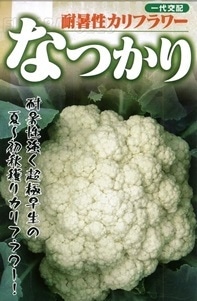 フタバ種苗 耐夏性カリフラワー なつかり[うちなー交配］【取り寄せ注文】【2026年春種予約商品】