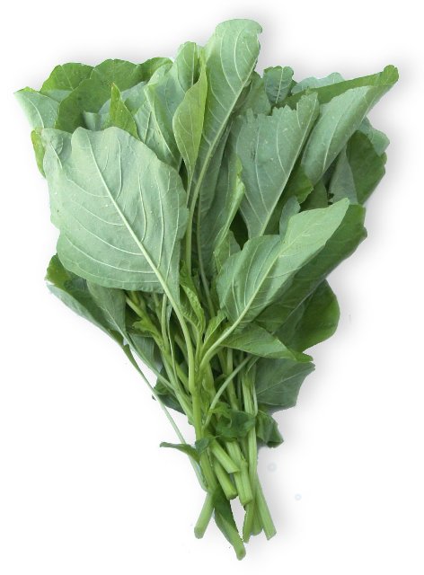 フタバ種苗 濃緑ヒユナ いろこい菜[うちなー交配］【取り寄せ注文】【2026年春種予約商品】