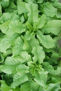 フタバ種苗 リーフレタス種子 グリーンサム[うちなー交配］【取り寄せ注文】【2026年春種予約商品】