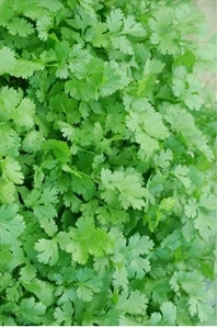 フタバ種苗 晩抽性コリアンダー エスニカン[うちなー交配］【取り寄せ注文】【2026年春種予約商品】