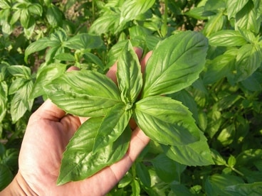 フタバ種苗 F1スイートバジル バジリーナ[うちなー交配］【取り寄せ注文】【2026年春種予約商品】