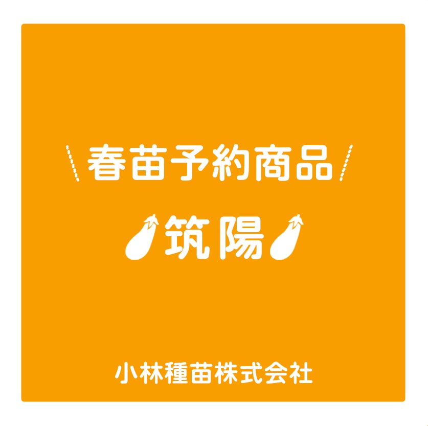 春野菜苗　ナス　筑陽　9.0cmポット×40本【2026年春苗予約】※3月下旬～出荷予定