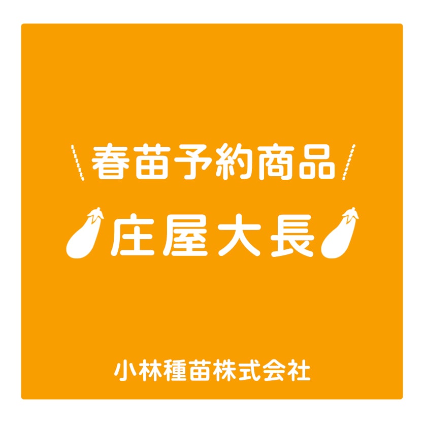 春野菜苗　ナス　庄屋大長　9.0cmポット×40本【2026年春苗予約】※3月下旬～出荷予定