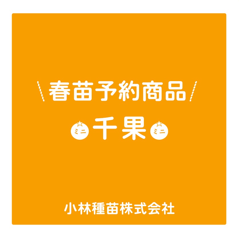 春野菜苗　トマト　千果　9.0cmポット×40本【2026年春苗予約】※3月下旬～出荷予定