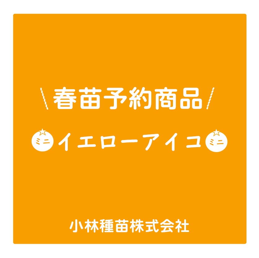 春野菜苗　トマト(接木)　イエローアイコ　9.0cmポット×40本【2026年春苗予約】※4月上旬～5月下旬出荷予定