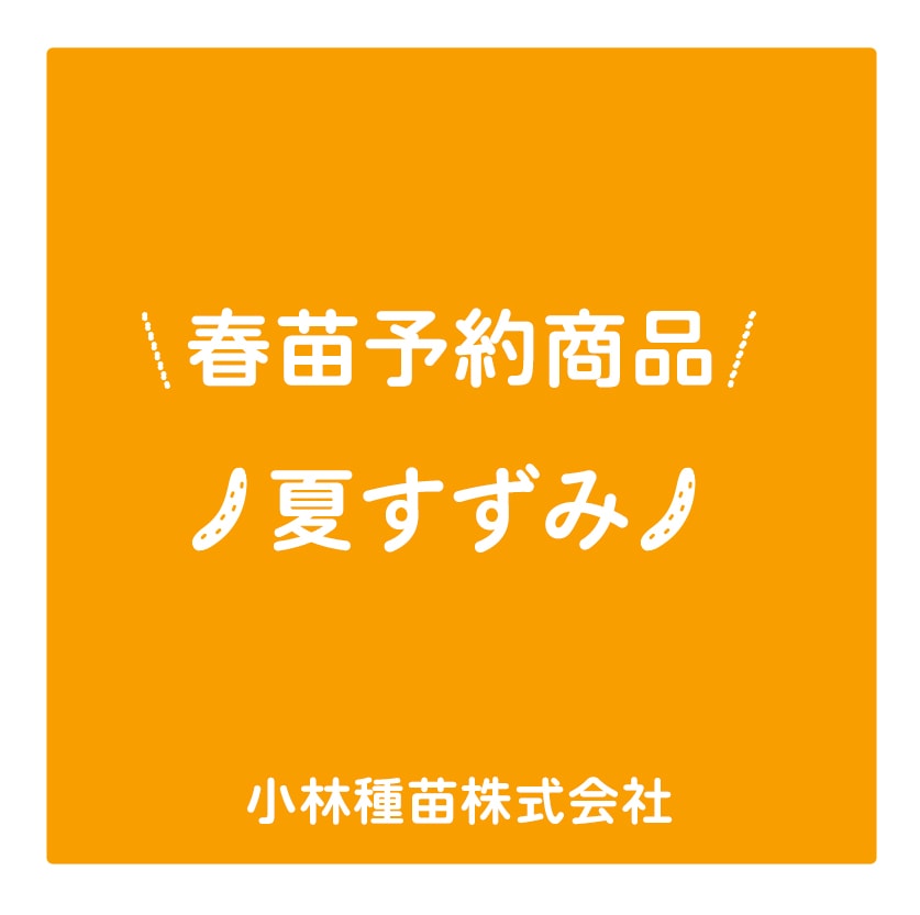 春野菜苗　キュウリ(接木)　夏すずみ　9.0cmポット×40本【2026年春苗予約】※3月下旬～出荷予定