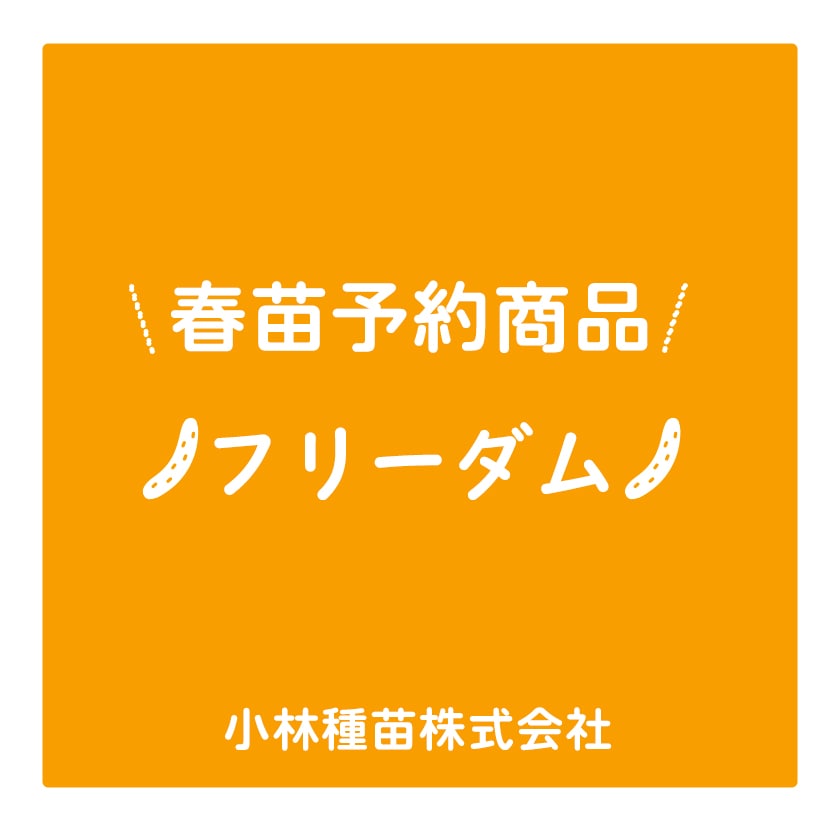春野菜苗　キュウリ(接木)　フリーダム　9.0cmポット×40本【2026年春苗予約】※4月上旬～5月下旬
