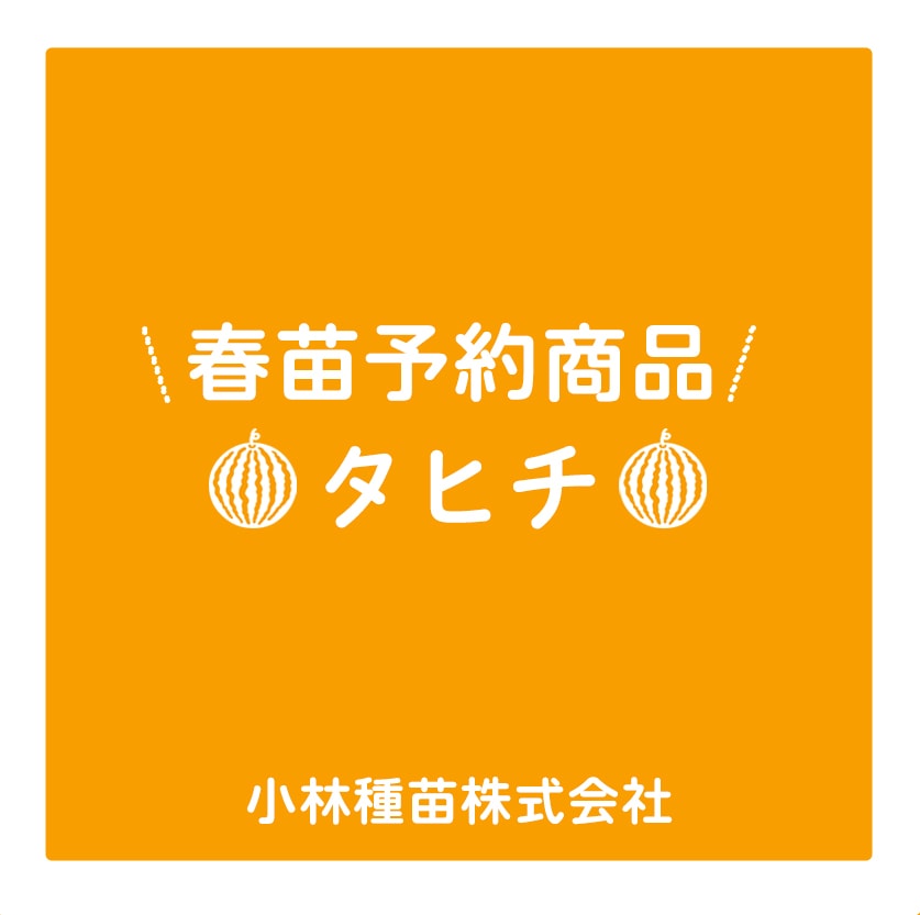 春野菜苗　黒皮スイカ(接木)　タヒチ　9.0cmポット×40本【2026年春苗予約】※4月上旬～5月中旬出荷予定