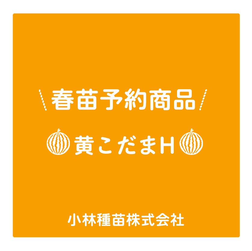 春野菜苗　スイカ小玉黄(接木)　黄こだまH　9.0cmポット×40本【2026年春苗予約】※4月上旬～5月中旬出荷予定