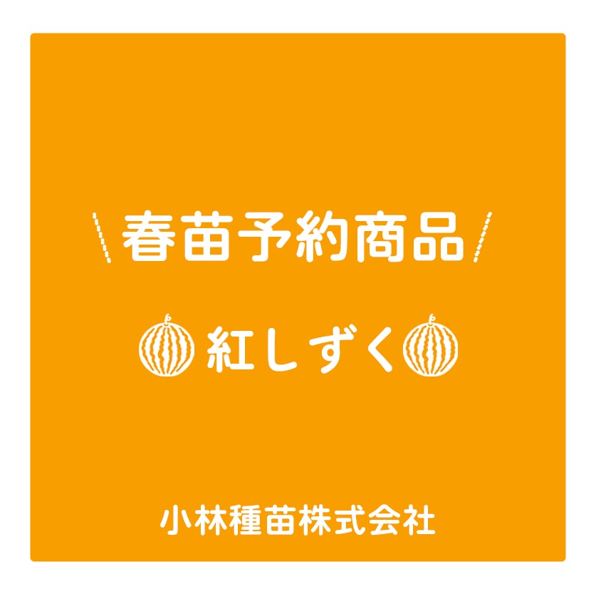 春野菜苗　スイカ小玉赤(接木)　紅しずく　9.0cmポット×40本【2026年春苗予約】※3月下旬～5月下旬出荷予定