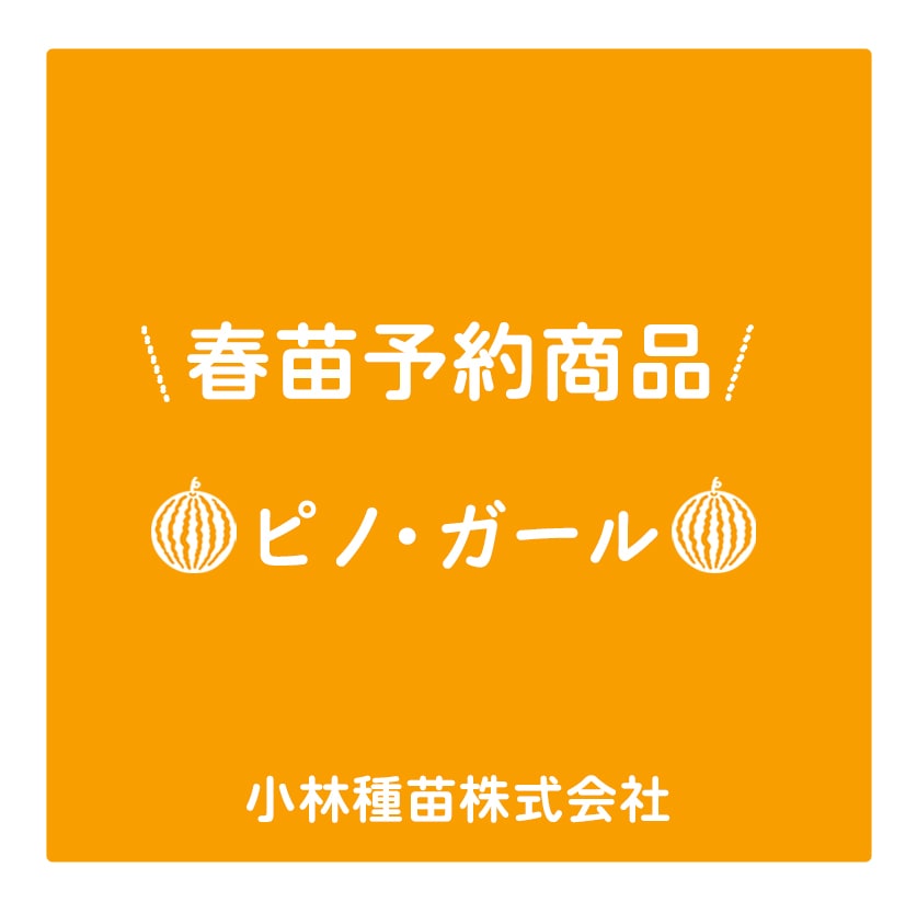 春野菜苗　マイクロシード小玉　スイカ(接木)　ピノ・ガール　9.0cmポット×40本【2026年春苗予約】※4月上旬～5月中旬出荷予定