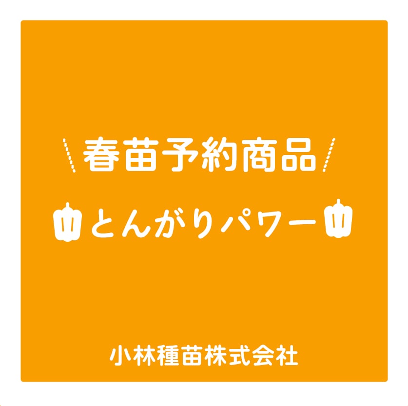 春野菜苗　ピーマン(接木)　とんがりパワー　9.0cmポット×40本【2026年春苗予約】※4月上旬～5月下旬出荷予定