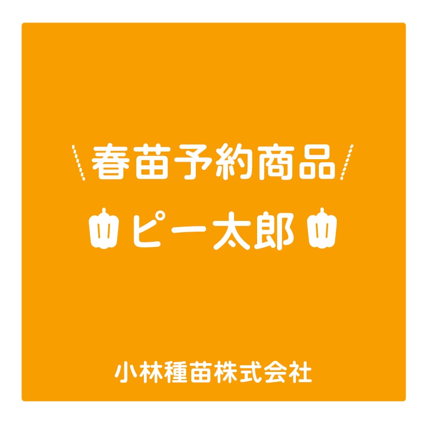 春野菜苗　ピーマン(実生)　ピー太郎　9.0cmポット×40本【2026年春苗予約】※4月上旬～5月下旬出荷予定