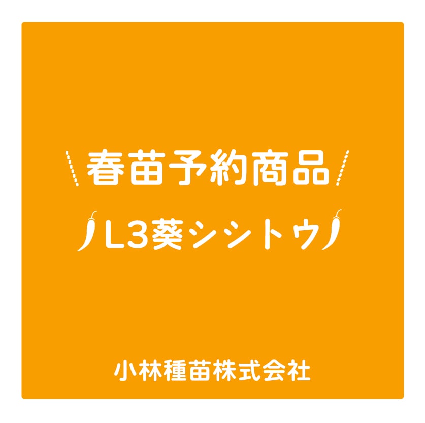 春野菜苗　シシトウ(実生)　L3葵ししとう　9.0cmポット×40本【2026年春苗予約】※3月下旬～出荷予定
