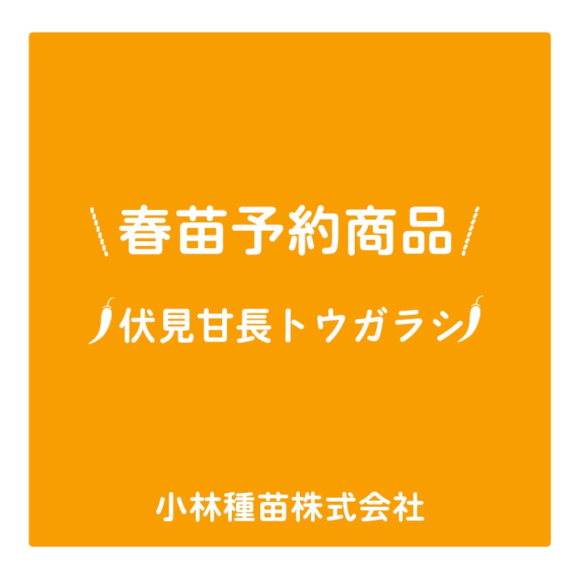 春野菜苗　トウガラシ(実生)　伏見甘長トウガラシ　9.0cmポット×40本【2026年春苗予約】※3月下旬～出荷予定