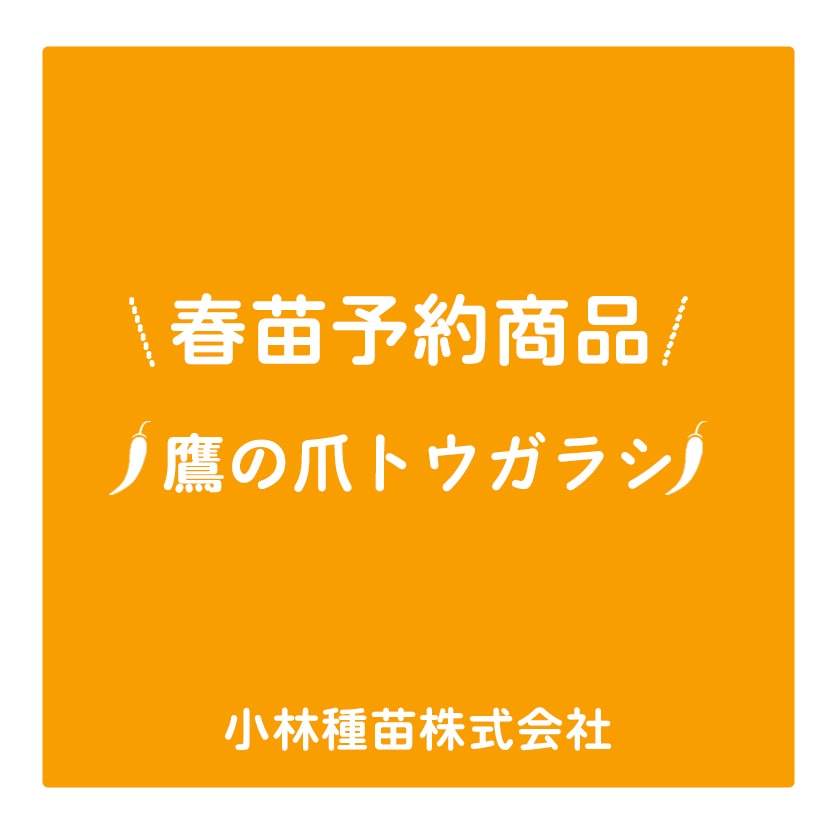 春野菜苗　トウガラシ(実生)　鷹の爪トウガラシ　9.0cmポット×40本【2026年春苗予約】※3月下旬～出荷予定