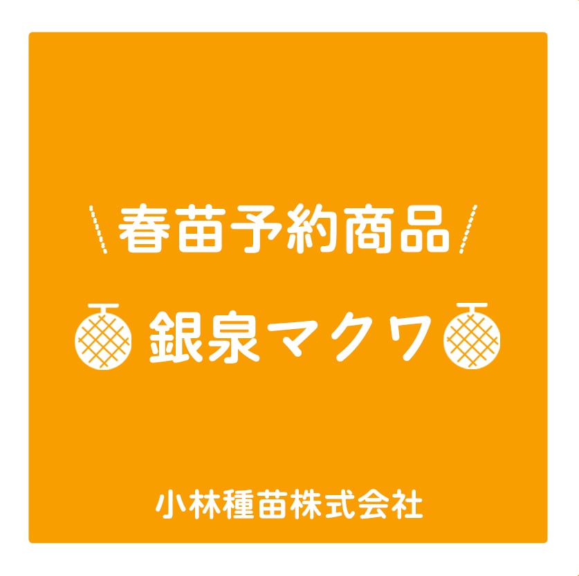 春野菜苗　メロン　銀泉マクワ　9.0cmポット×40本【2026年春苗予約】※3月下旬～5月下旬出荷予定
