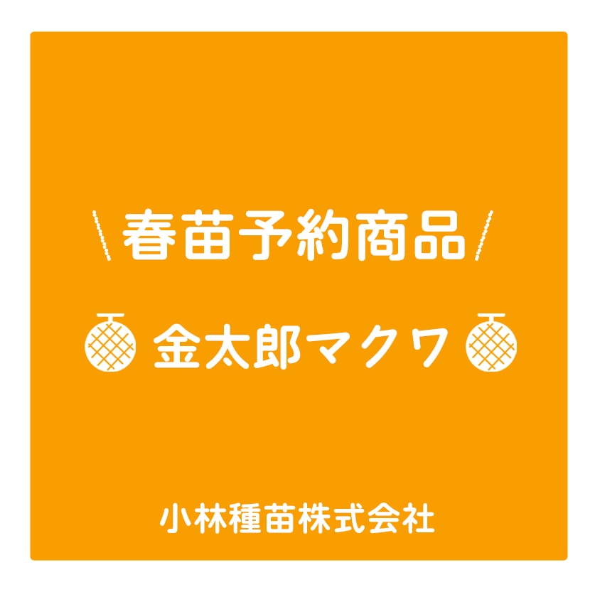 春野菜苗　メロン(接木)　金太郎マクワ　9.0cmポット×40本【2026年春苗予約】※3月下旬～5月下旬出荷予定