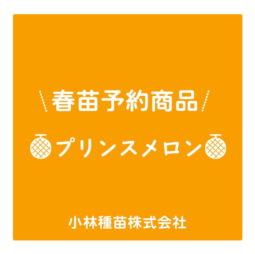 春野菜苗　メロン(接木)　プリンスメロン　9.0cmポット×40本【2026年春苗予約】※4月上旬～5月中旬出荷予定