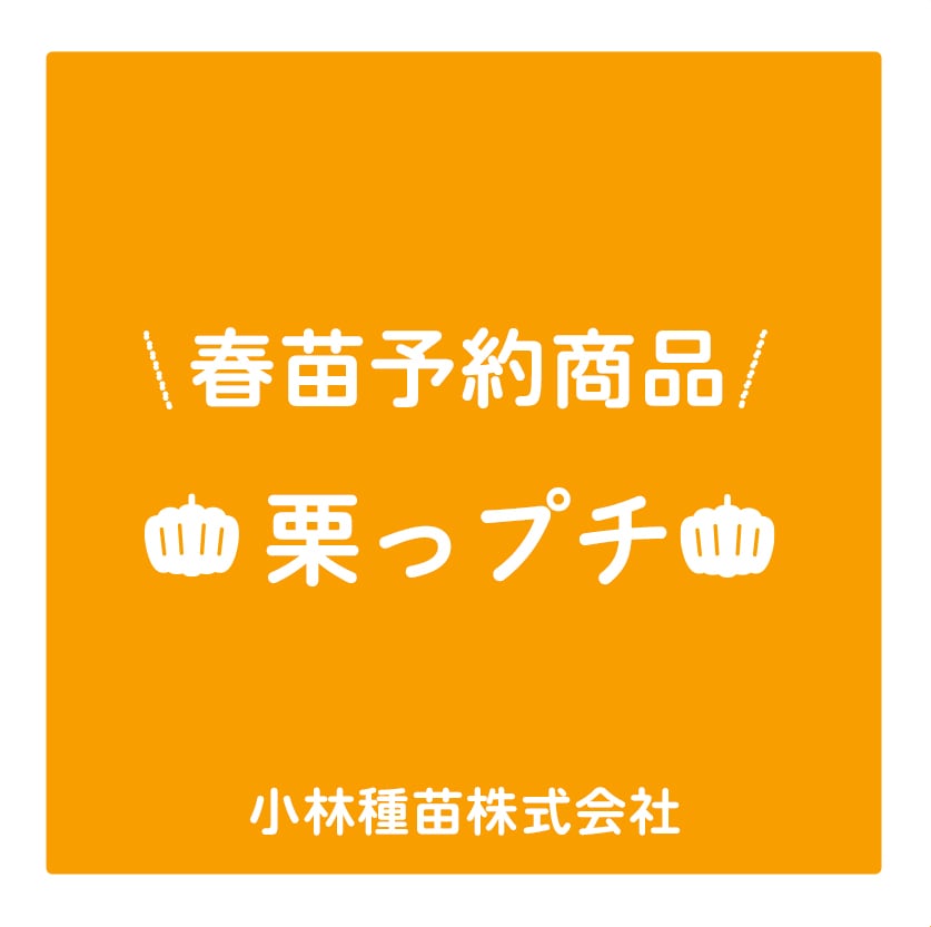 春野菜苗　カボチャ(実生)　栗っプチ　9.0cmポット×40本【2026年春苗予約】※3月下旬～出荷予定