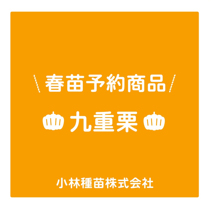 春野菜苗　カボチャ(実生)　九重栗　9.0cmポット×40本【2026年春苗予約】※4月上旬～5月下旬出荷予定