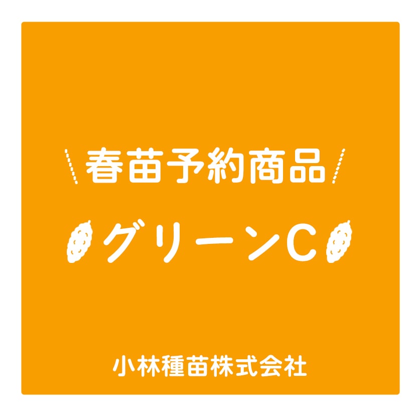 春野菜苗　ゴーヤ(実生)　グリーンC　9.0cmポット×40本【2026年春苗予約】※4月上旬～6月上旬出荷予定