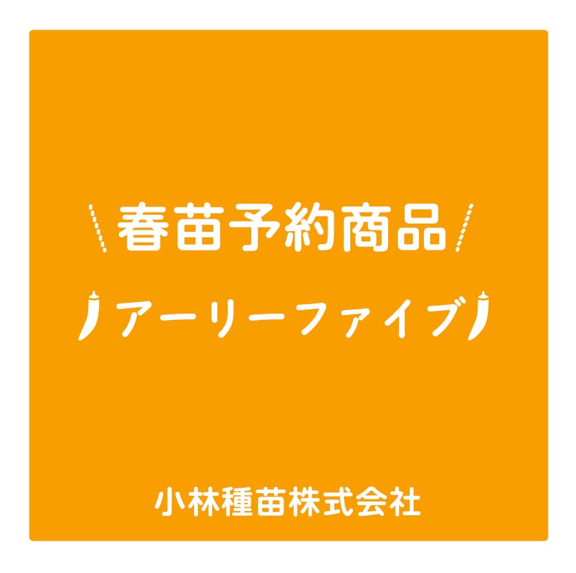 春野菜苗　オクラ(実生)　アーリーファイブ　9.0cmポット×40本【2026年春苗予約】※4月上旬～出荷予定