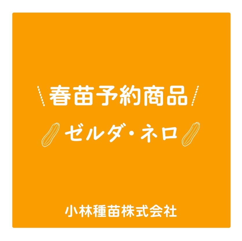 春野菜苗　ズッキーニ(実生)　ゼルダ・ネロ　9.0cmポット×40本【2026年春苗予約】※4月上旬～5月下旬出荷予定