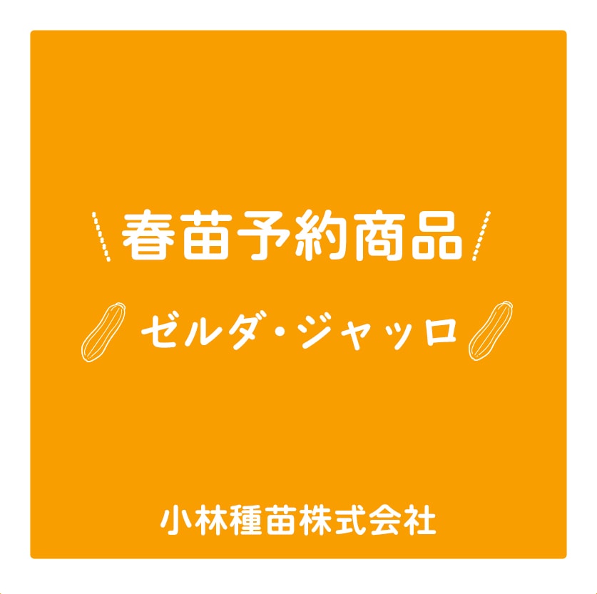 春野菜苗　ズッキーニ(実生)　ゼルダジャッロ　9.0cmポット×40本【2026年春苗予約】※4月上旬～5月下旬出荷予定