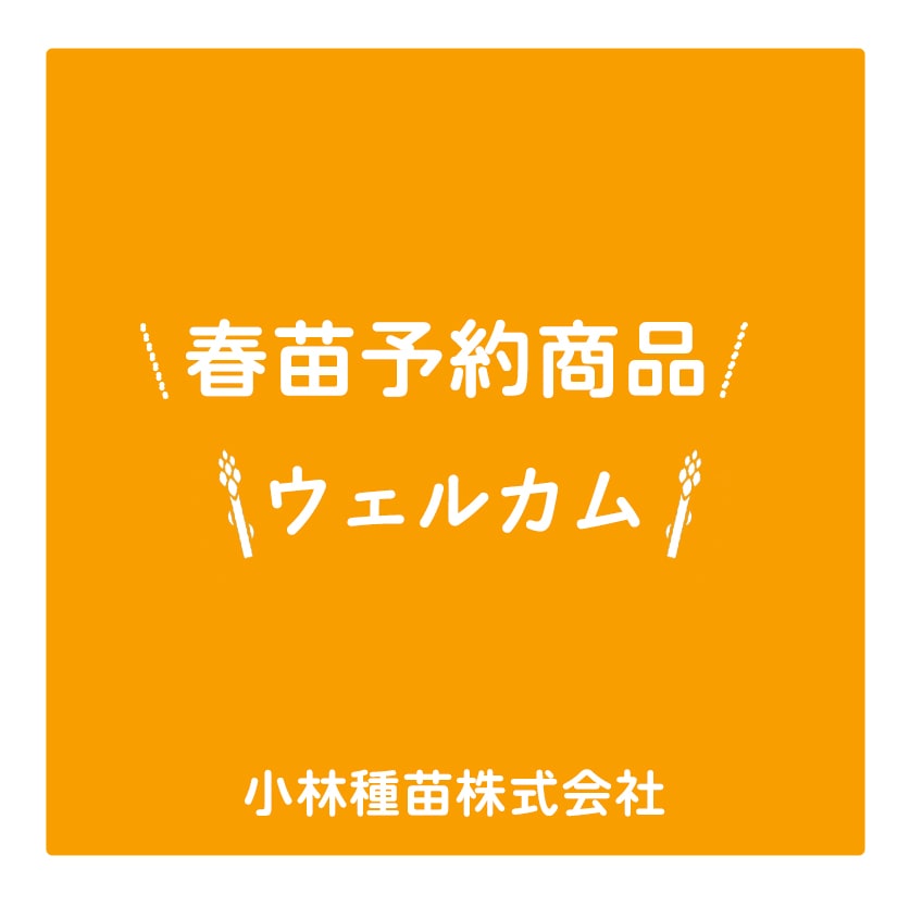 野菜苗 | 小林種苗公式通販