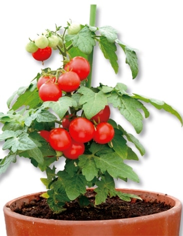 丸種 ミニトマト種子 ぷちっ娘 レッド【取り寄せ注文】※低発芽のため20%増量