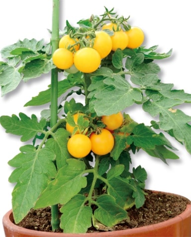 丸種 ミニトマト種子 ぷちっ娘 イエロー【取り寄せ注文】