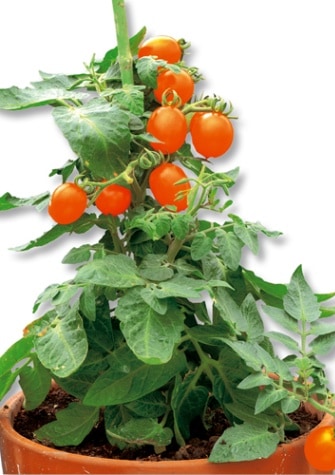 丸種 ミニトマト種子 ぷちっ娘 オレンジ【取り寄せ注文】