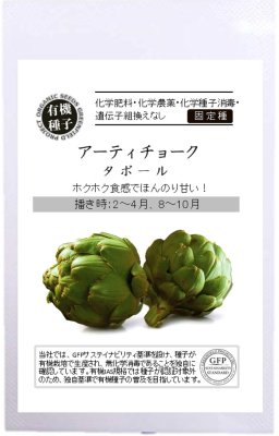 GFP[A585]アーティチョーク　タボール　6粒【有機種子・固定種】【2026年春種予約商品】