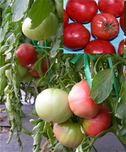 松永種苗　トマト　純系愛知ファースト　小袋(約80粒)