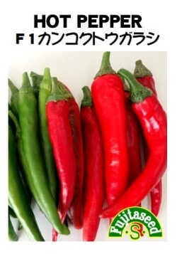 藤田種子 Ｆ１カンコクとうがらし 韓国唐辛子 20粒【取り寄せ注文】※春のみの商品＊種子有効期限2025年11月末