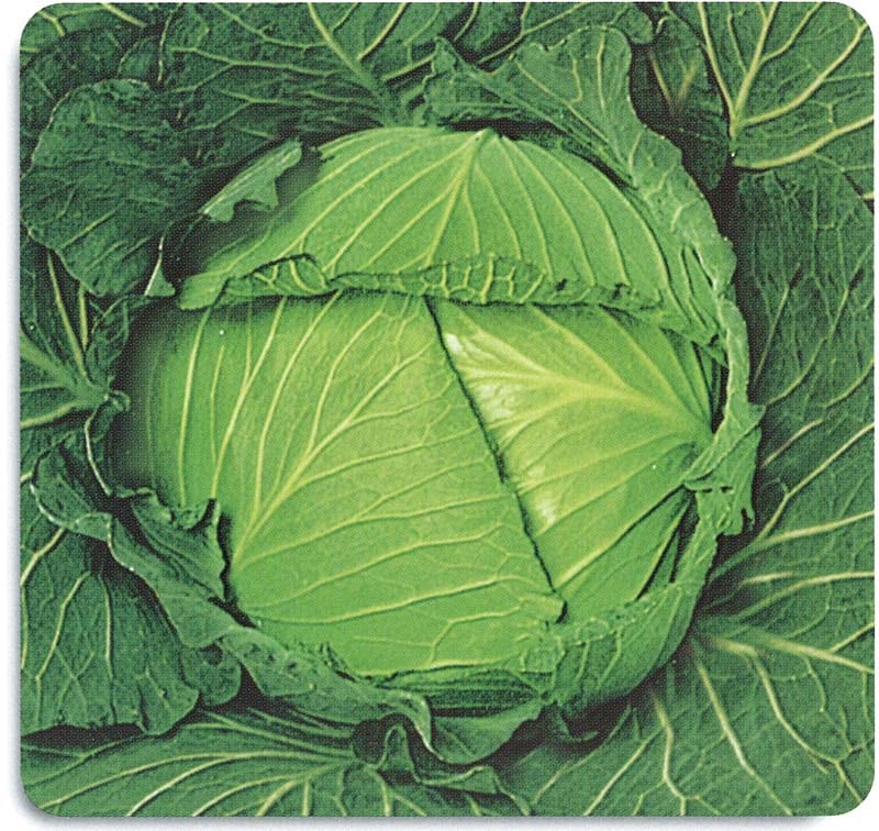 石井育種場 キャベツ種子 耐寒大御所【取り寄せ注文】＊種子有効期限2026年5月末