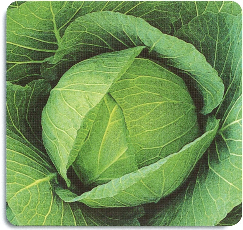 石井育種場 キャベツ種子 YRしぶき２号【取り寄せ注文】【2026年春種予約商品】