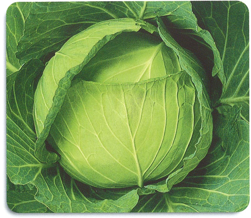 石井育種場 キャベツ種子 YRしぶき【取り寄せ注文】＊種子有効期限2026年5月末