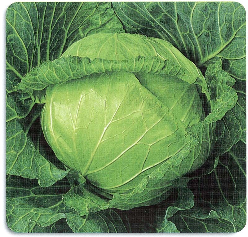 石井育種場 キャベツ種子 しずはま２号【取り寄せ注文】＊種子有効期限2026年5月末